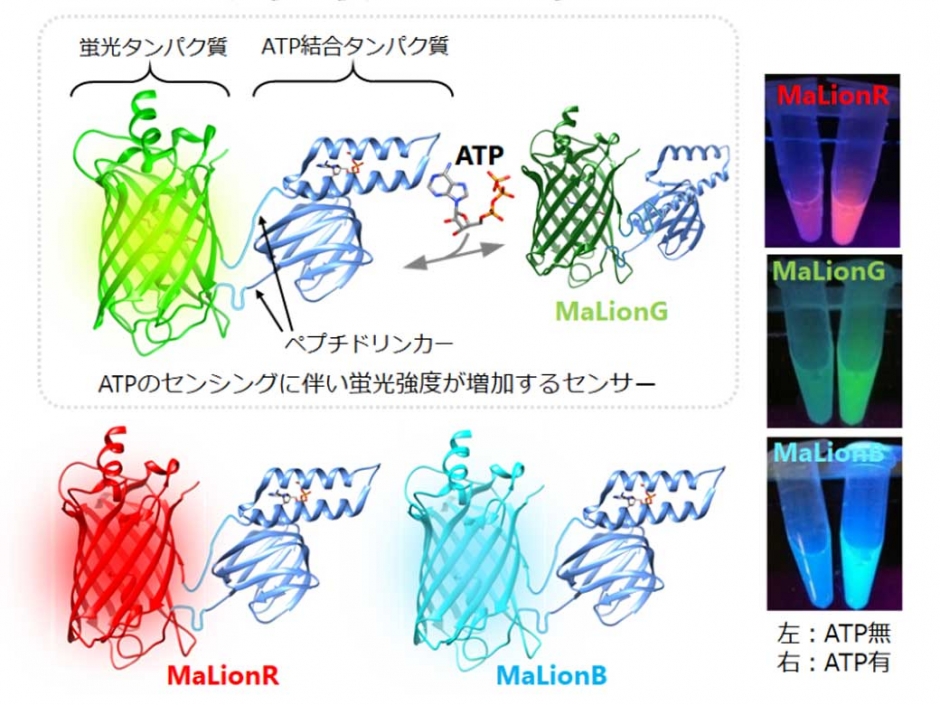 新生理科学大系 22 エネルギー代謝・体温調節 生命活動の燃料「ATP」を観察する3色の蛍光センサーの開発に