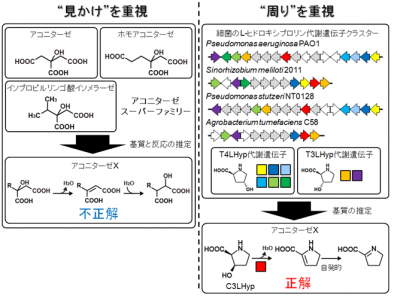 世界初、アミノ酸配列の相同性より遺伝子の位置関係を重視した