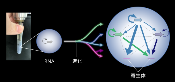 試験管内で自己複製するRNAが複雑なネットワークへと進化する様子を示した模式図