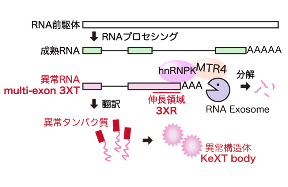 異常な病的タンパク質を作らないために―mRNAの品質を管理する