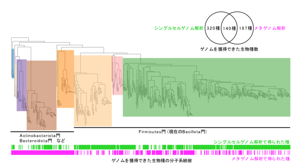 ヒト常在菌の個別解析、新時代へ – Global Research Center (GRC) 早稲田大学 研究活動