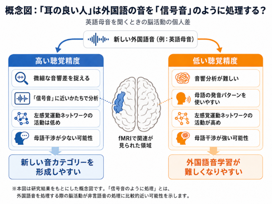 図2. 聴覚精度の違いによる外国語音の処理(概念図)聴覚精度の高い学習者は、外国語音を非言語音(「信号音」)に近い形で分析し、左感覚運動ネットワークへの依存が比較的小さい一方、聴覚精度の低い学習者は、同ネットワークをより強く活動させ、母語の発音運動パターンに依存している可能性が示されました。