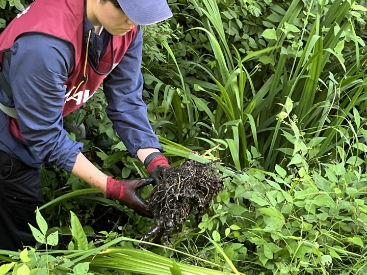 生物多様性を守ろう！外来種引き抜きボランティア 参加者募集（2026/6/7）