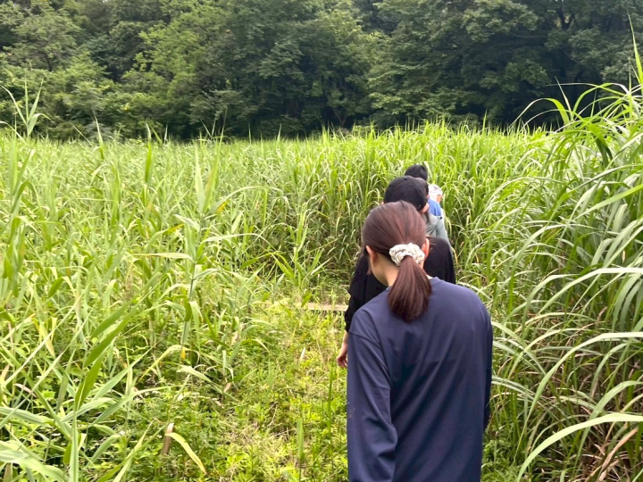 【サークル便り：環境ロドリゲス】所沢キャンパスの湿地保全活動に参加しました（2026/7/7）