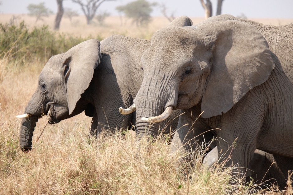写真展「ゾウが害獣って知っていますか？」 – 早稲田大学 平山郁夫記念
