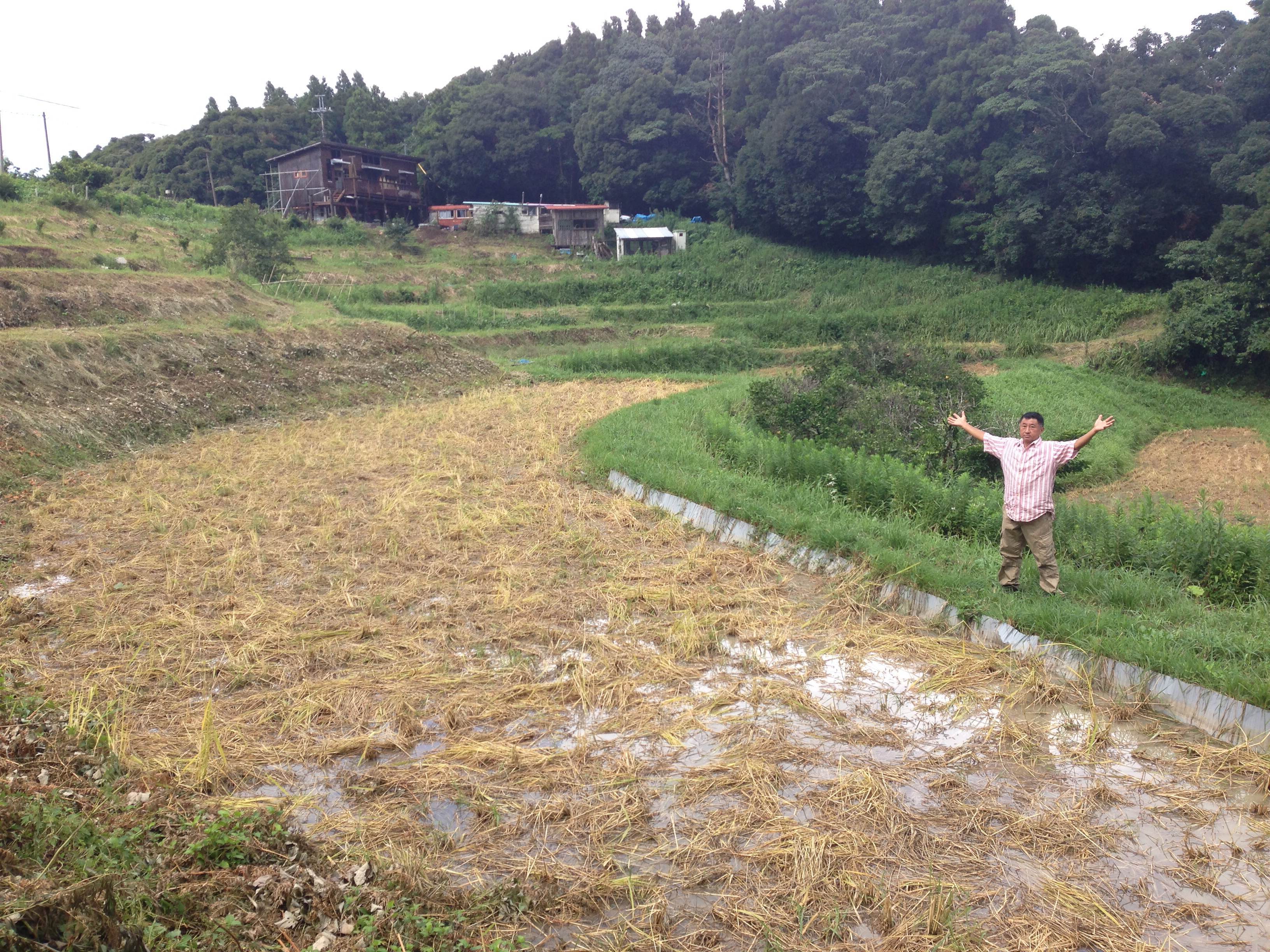 イノシシに田んぼを荒らされて途方に暮れる