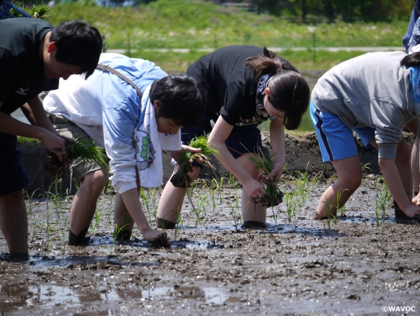 田植えスタディツアー