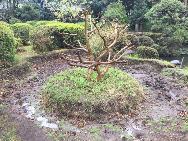 「『学生NPO農楽塾』田植えワークショップ」告知依頼