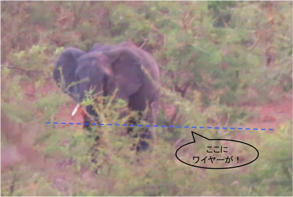 ワイヤーを嗅ぎ回るゾウ