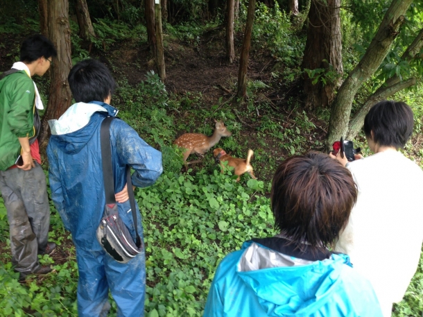 罠にかかったシカと猟犬