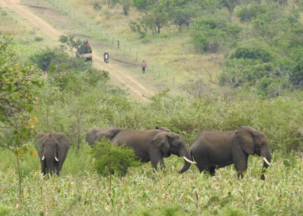 ゾウが畑に入り、トウモロコシを食べている様子。