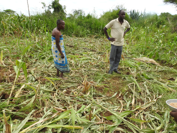 ゾウの襲撃で全滅した畑の前で、農民が立ち尽くしている。
