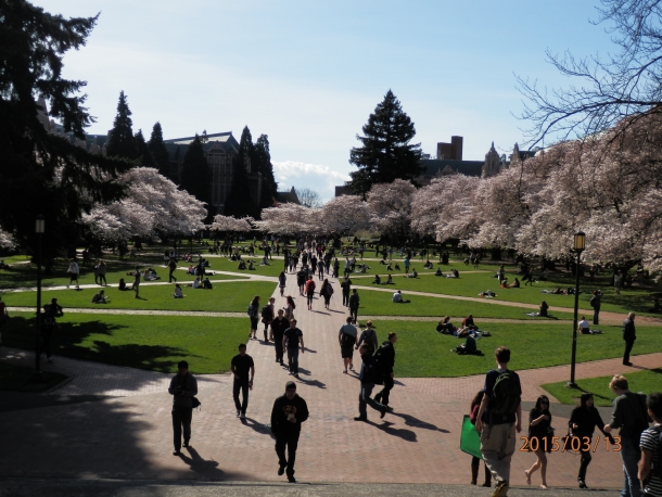 キャンパスには日本から送られた桜が植えてあります。学生はこういった場所で寝そべって宿題をやったり友達と話したり、のびのびと時間を過ごします。