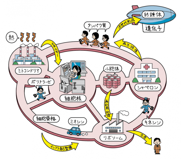 細胞はミクロの大都会