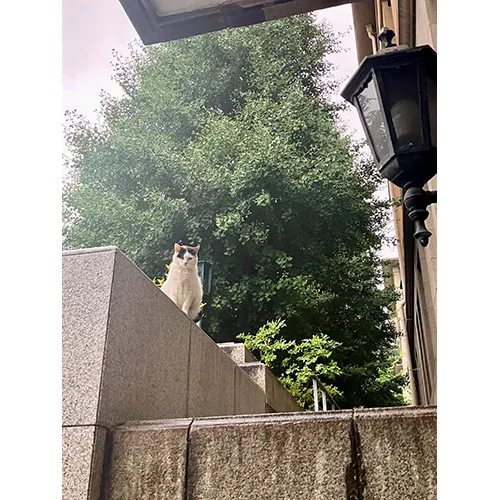 とある日の寧々さん