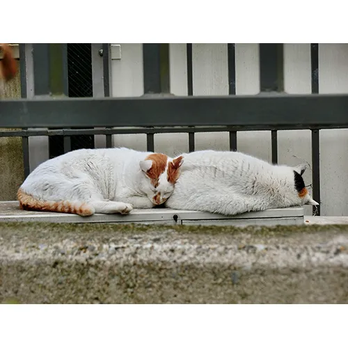 …愛おしさのあまり言葉が出ない…