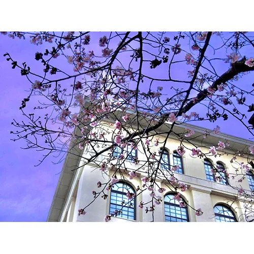 ホグワーツにも春が来ました