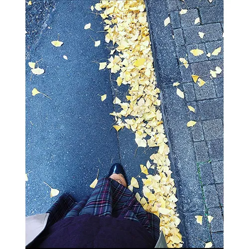 大学4年目でやっと気づけた銀杏並木と銀杏。