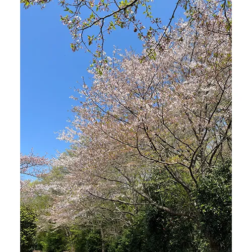 新生活と葉桜