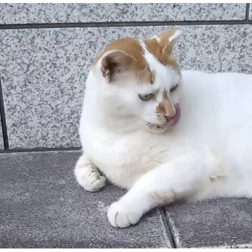ワイルドなわせねこ