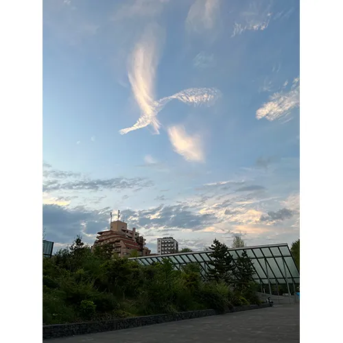 5限後早稲田の空に''鳥''発見