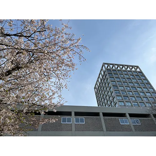 入学式といえば桜