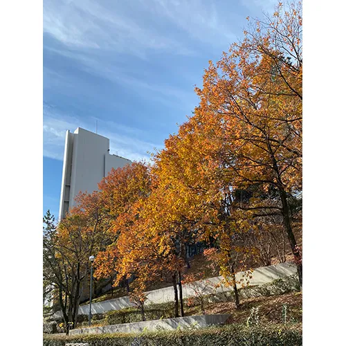 秋空に向かって立つものたち