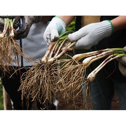 島らっきょうの収穫
