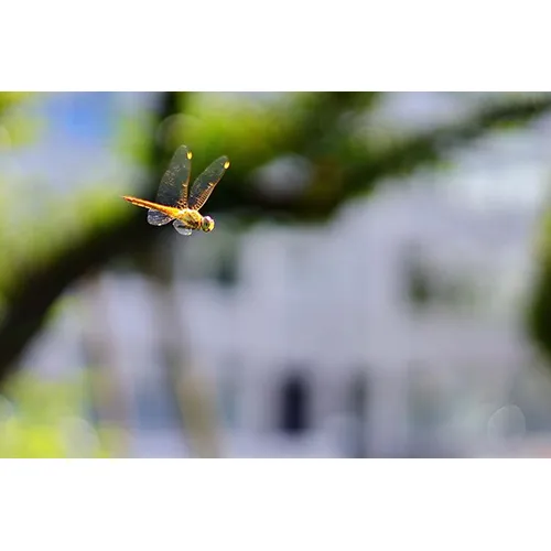 （タイトルなし）