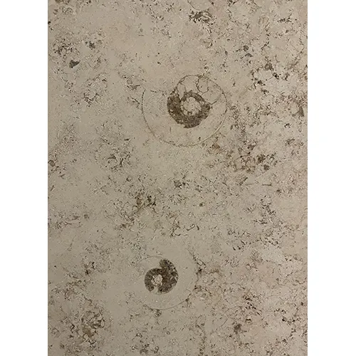 この子たちも生きていた時はまさか自分が数億年の時を超えて11号館の壁になるとは思ってもいなかったであろう