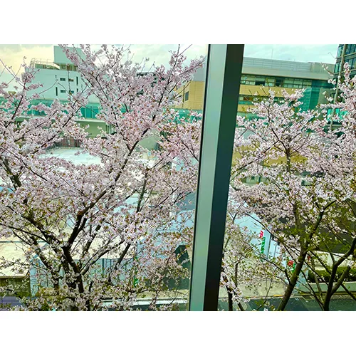 桜を横から見る