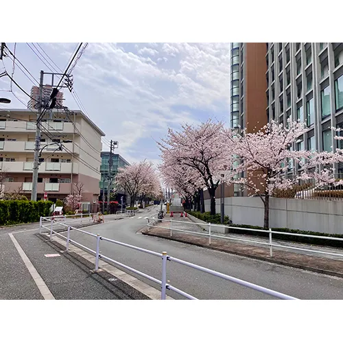TWInsへの道と桜