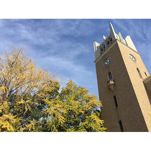 色づくイチョウと大隈講堂