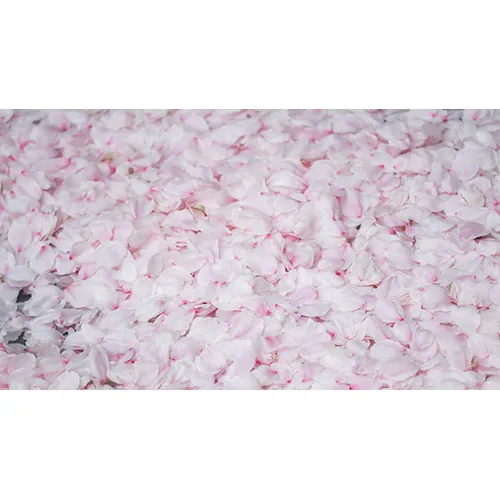 桜のカーペット