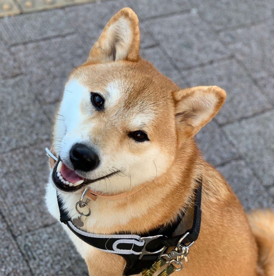 shiba 