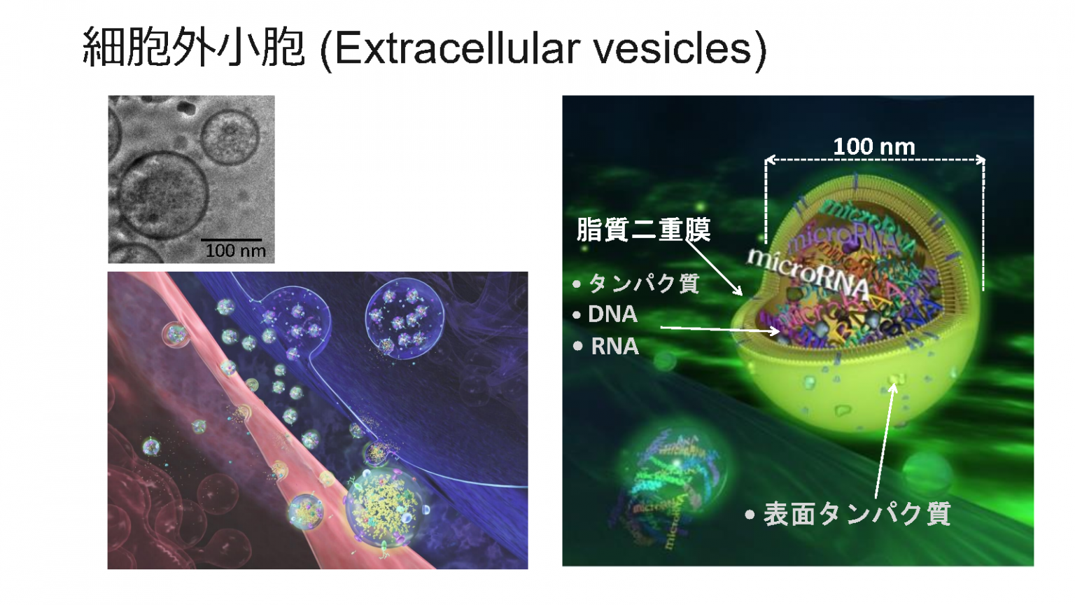 細胞から細胞への情報伝達を担う物質「細胞外小胞」の挙動を探る西田 奈央 講師 – 早稲田大学 高等研究所