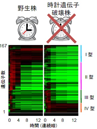 図1. 時計遺伝子破壊によって夜間(暗期中)の転写パターンが変化する167個の暗誘導遺伝子群。4種類のパターンに分類できることがわかった。時計遺伝子kaiABCは、暗条件に移した途端に転写が止まり、mRNAは直ちにゼロレベルにまで低下する。