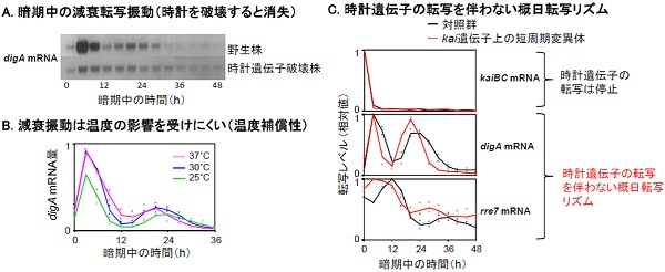 図3. 時計遺伝子の転写が止まっても、概日時計が、暗誘導遺伝子の転写リズム(減衰振動)を駆動できる。