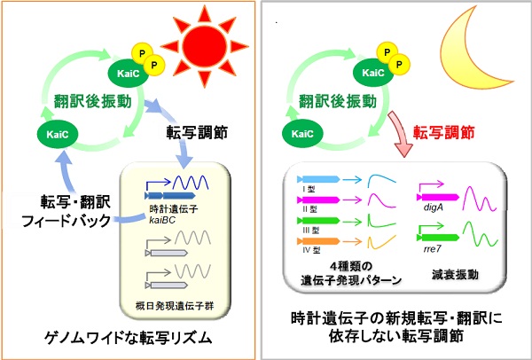 図4. 連続的な明条件下(左)では、KaiC蛋白質のリン酸化振動に見られる翻訳後修飾レベルの基本振動が、ゲノムワイドな転写リズムを駆動して、二次的なループとして転写・翻訳フィードバックを生じる。一方、暗期(右)では、時計遺伝子の転写・翻訳が完全に停止するので、時計遺伝子の転写・翻訳フィードバックは消失する。にもかかわらず、概日時計の基本振動(KaiCリン酸化振動)は持続し、限られたエネルギーを使って暗誘導遺伝子の転写を時刻依存的に制御したり、減衰振動を駆動できる。
