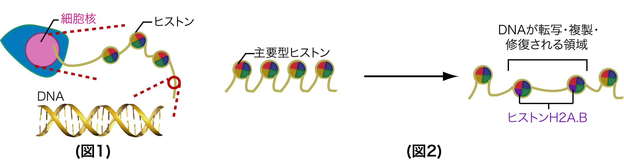 ゲノムDNAの転写・複製・修復に働くヒト染色体構造体を世界で初めて解明 生殖医療の発展への寄与も期待 ―理工・胡桃坂