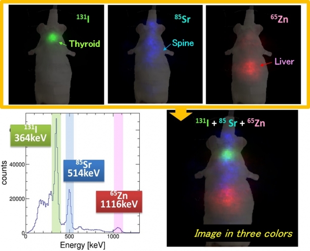 Photos, Figure: Imaging in which three types of radiopharmaceuticals were administered to living mice (Source: Kataoka Laboratory)