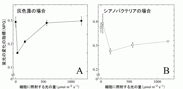 図４．灰色藻の細胞のクロロフィル蛍光の解析結果