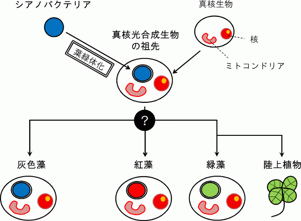 図１．ゲノム情報から見た光合成生物の進化 