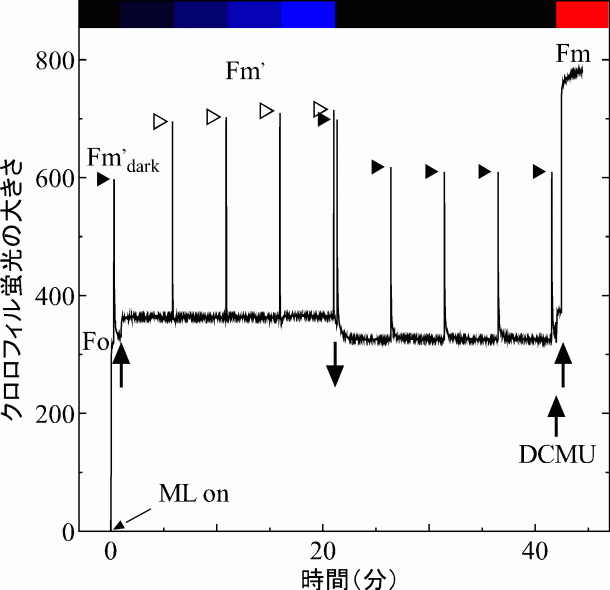 図３．灰色藻の細胞のクロロフィル蛍光測定結果