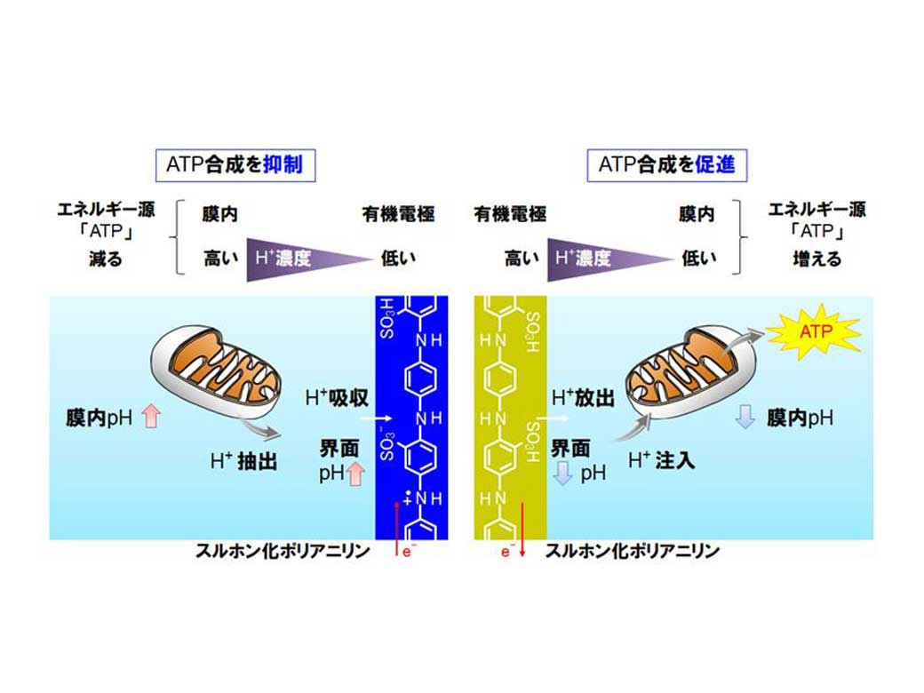 世界初・生体素材とイオンでつながるバイオトランスデューサを開発