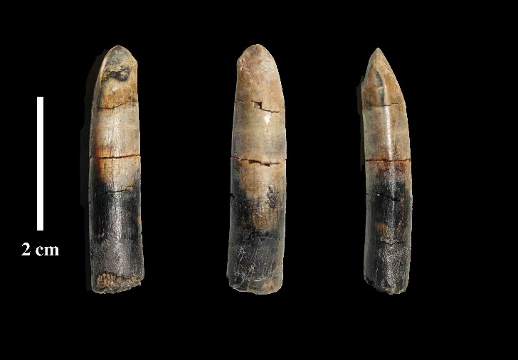 恐竜　竜脚類　ディプロドクス類　歯化石　レバッキサウルス　希少 恐竜 竜脚類 ディプロドクス類 歯化石 レバッキサウルス 希少