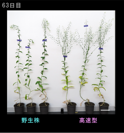 図4 高速型ミオシンXIによるカメリナの成長促進と種子数の増加