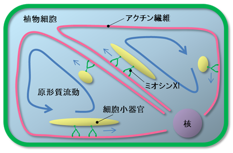 図1 植物細胞における原形質流動