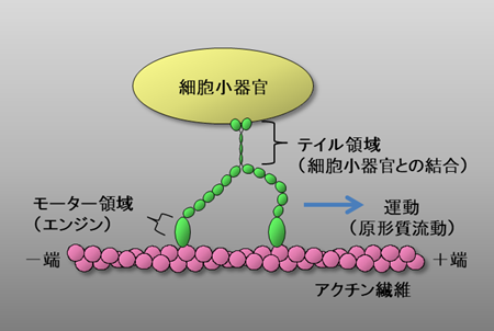 図2 植物ミオシンXIによる細胞小器官の輸送