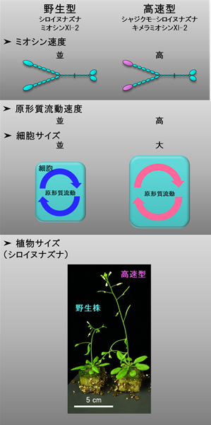 図3 高速型ミオシンXIによるシロイヌナズナの大型化